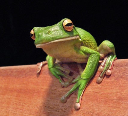 White_lipped_tree_frog_cairns_jan_8_2006 (1)
