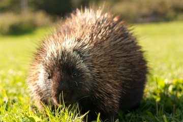 Porcupine in the Parc National Forillon