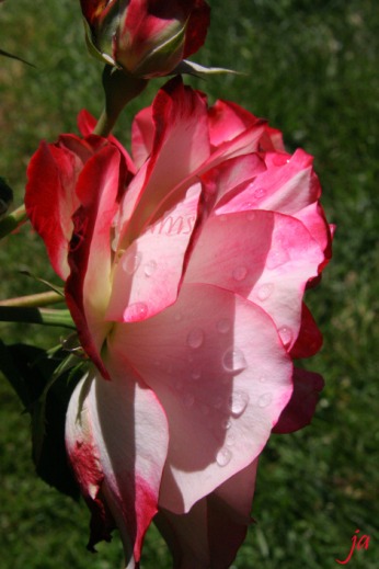rose-with-water-drops-flat
