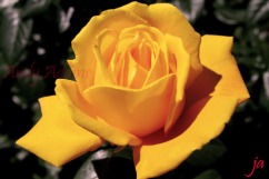 yellow-rose-in-sepia-flat1