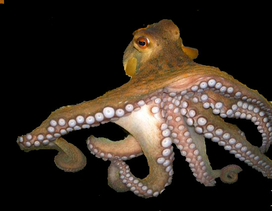 octopus-RAW-IN-THE-OCEAN